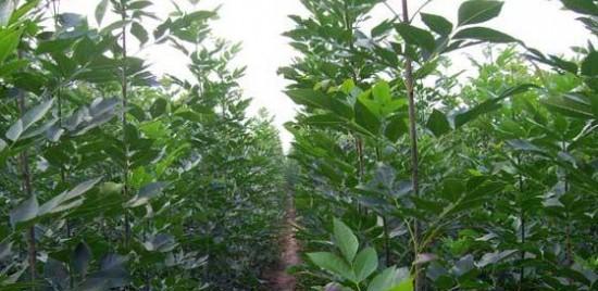 白蜡种子怎么种植（有关白蜡树种子栽培技术）