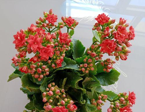 长寿花的花语和寓意（揭秘长寿花的神秘寓意与花语）