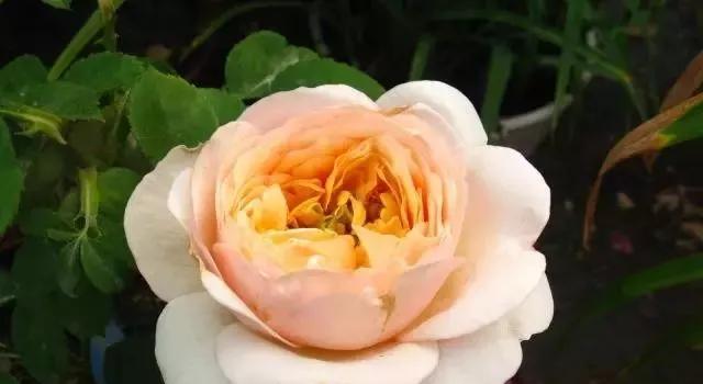橙玫瑰的花语与意义（探索橙玫瑰的内涵与传达的情感）