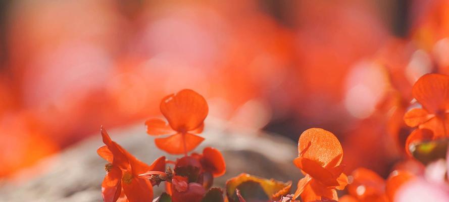 橙色海棠花语-悦人心弦的花卉之美（绽放秋日温暖）