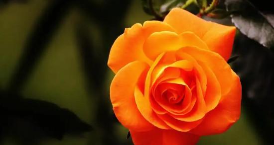 橙色玫瑰的花语——激情与温暖（展现真爱的鲜花）