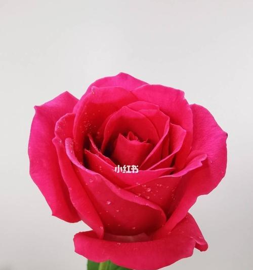 大桃红玫瑰的花语与象征意义（探寻大桃红玫瑰背后的深意）