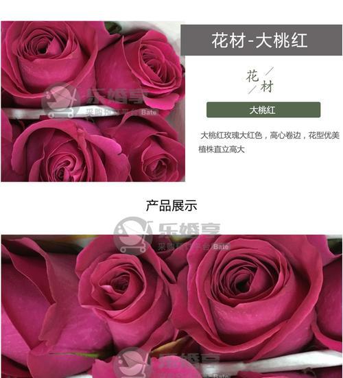 大桃红玫瑰的花语与象征意义（探寻大桃红玫瑰背后的深意）