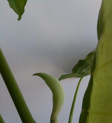 滴水观音植物的寓意与象征意义（探寻滴水观音植物的内涵与启示）