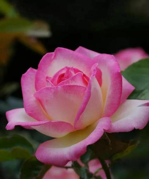 粉红月季花的花语（以美丽的花朵传递爱意）