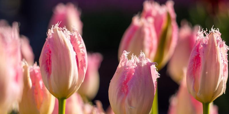 粉色郁金香花语的美丽与象征意义（探秘粉色郁金香的花语和背后的含义）