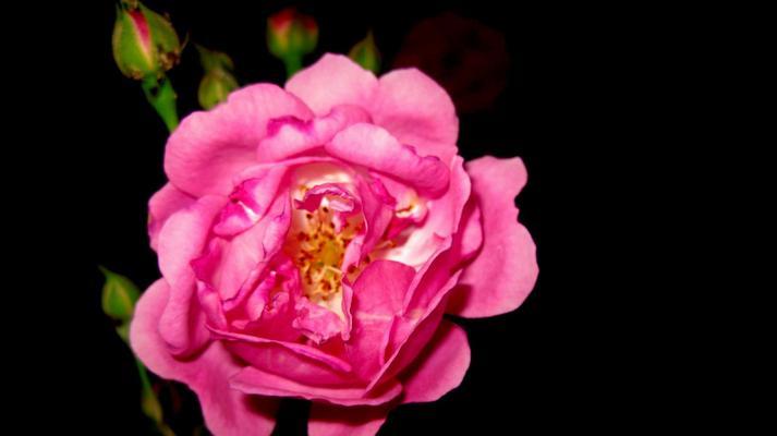 粉色月季花的花语——爱与美的象征（探索粉色月季花的花语）