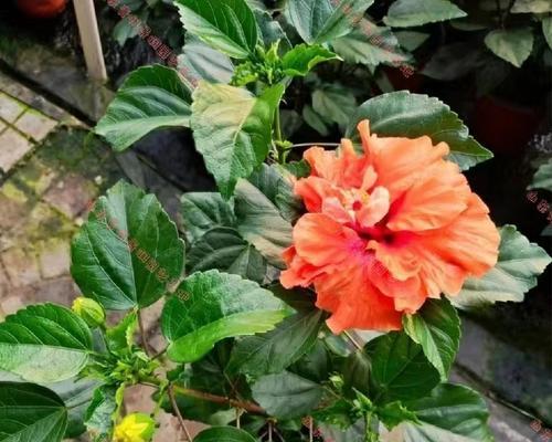 扶桑牡丹（一朵花的芬芳）