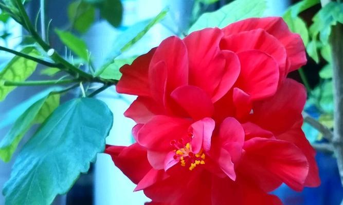 扶桑牡丹（一朵花的芬芳）