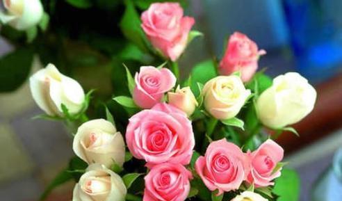七彩缤纷的花语之玫瑰花（用花语传递情感）