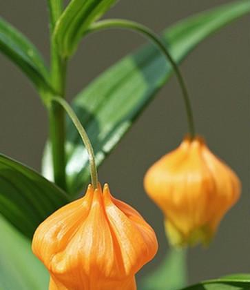 宫灯百合花语（传递温情的花朵-宫灯百合的花语）