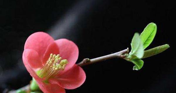 观叶海棠花语之美丽与希望（探寻观叶海棠的花语之谜）