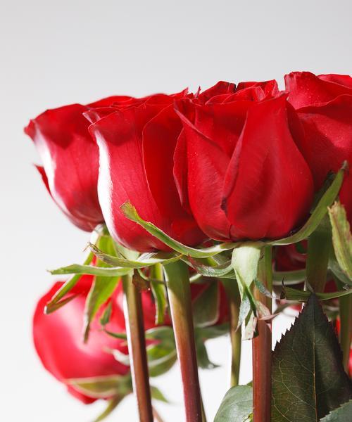 黑红玫瑰花的花语及其寓意（揭秘黑红玫瑰的五种不同花语）