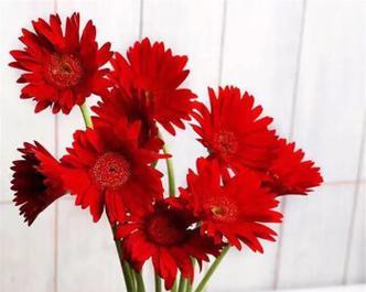 红色非洲菊的花语（非洲菊的美丽与象征意义）