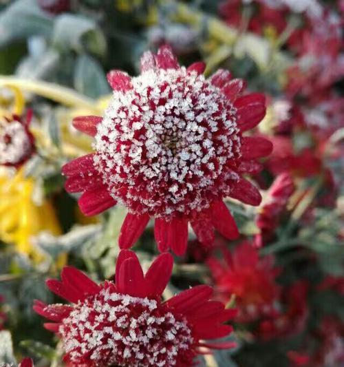 赤炎红菊，花语燃情（红菊花语的浪漫和热情）