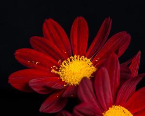 赤炎红菊，花语燃情（红菊花语的浪漫和热情）