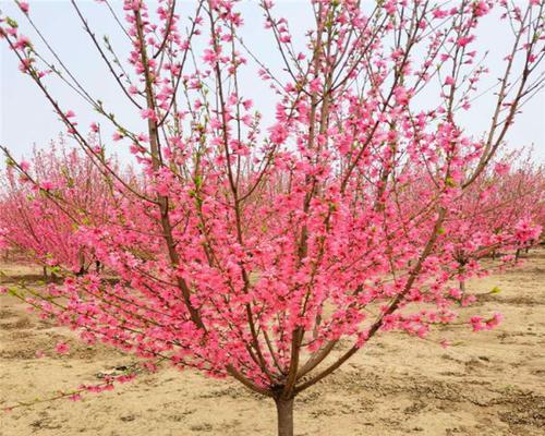 红叶碧桃花语（唤醒心灵的红叶碧桃）