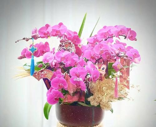 蝴蝶兰花开的意义（探寻蝴蝶兰花绽放的神奇力量）