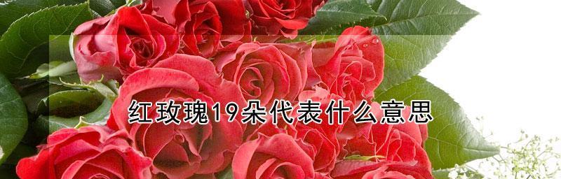 以花语9支玫瑰代表什么（揭秘玫瑰的深意及象征意义）