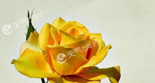 黄玫瑰花的花语及其意义（探秘黄玫瑰的情感寓意与象征）