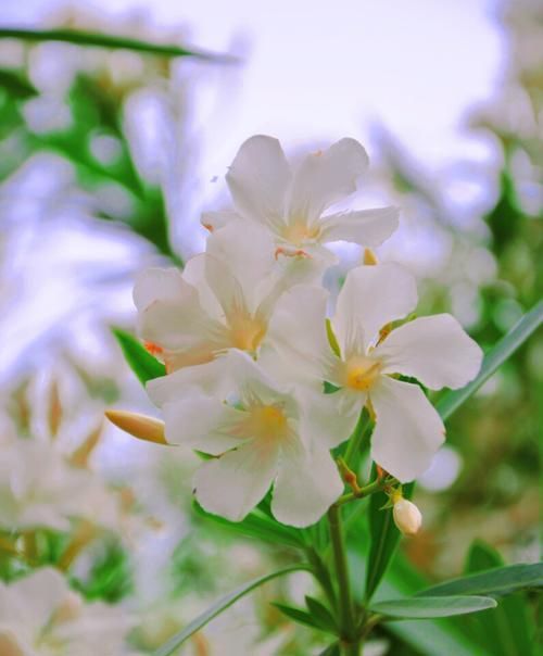 夹竹桃花语传说——美丽的危险之花（花开寓意繁华）