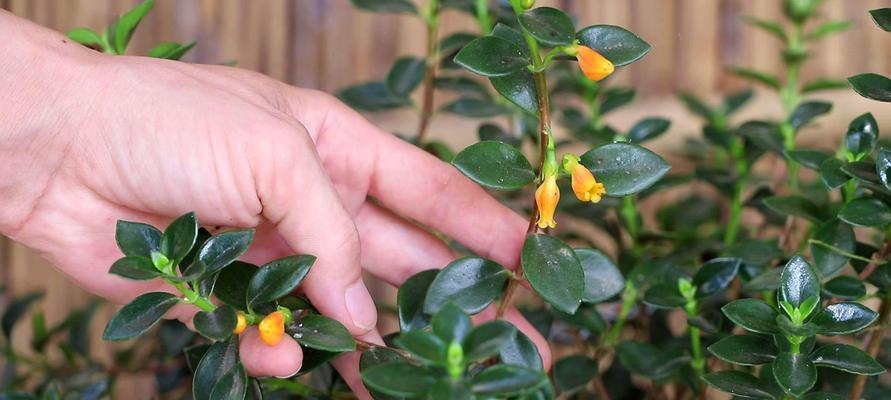 金鱼吊兰，象征着繁荣与幸福的花卉（金鱼吊兰花语的含义和传说）