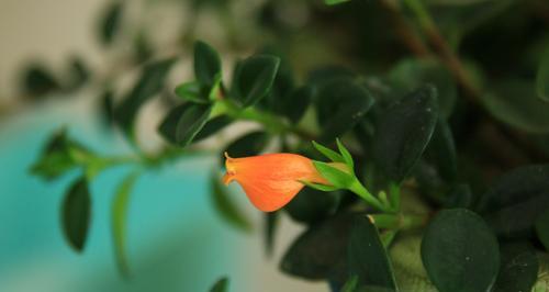 金鱼吊兰，象征着繁荣与幸福的花卉（金鱼吊兰花语的含义和传说）