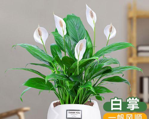什么水培植物好养活又好看（养的水培植物大全）