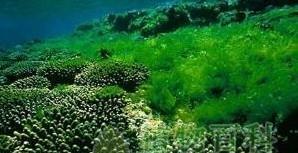 藻类植物繁殖方式有哪些（有关藻类植物繁殖过程）