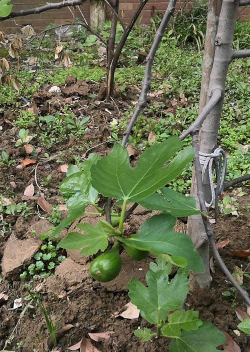无花果树怎么种植方法（无花果树的栽培与管理技术）