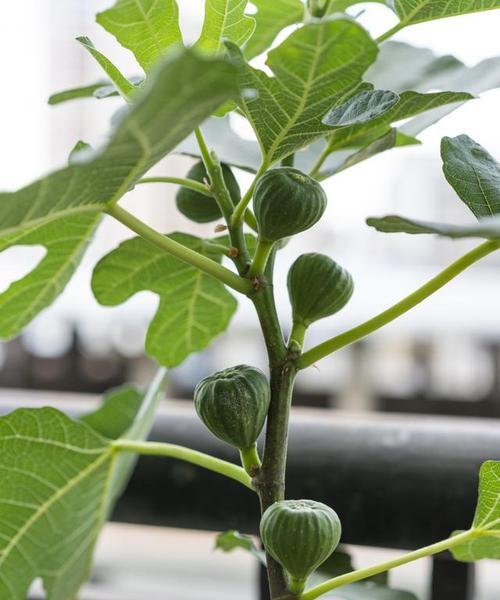 无花果树怎么种植方法（无花果树的栽培与管理技术）