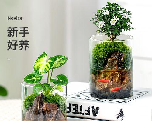 办公室绿植有哪些（适合办公室的10种植物推荐）