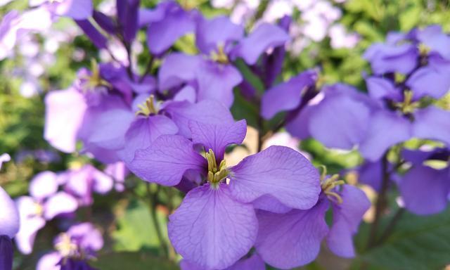 春天开放的花有哪些（春季代表性的花大全）