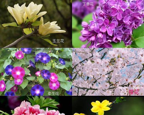 春天都有哪些花开放（春天盛开的八种花介绍）