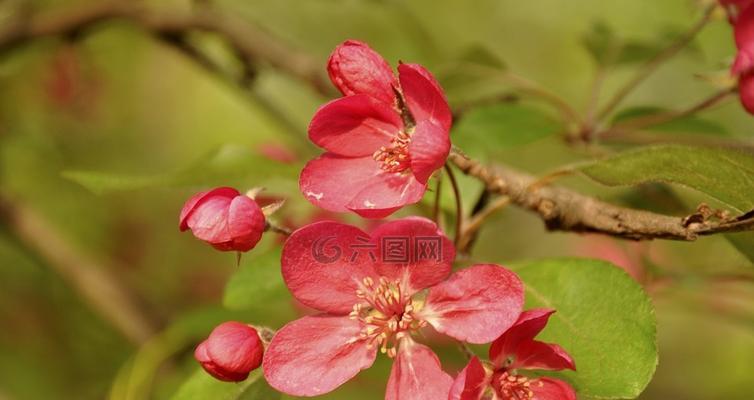 春天的花有哪些花开（常见的春季花卉大全）