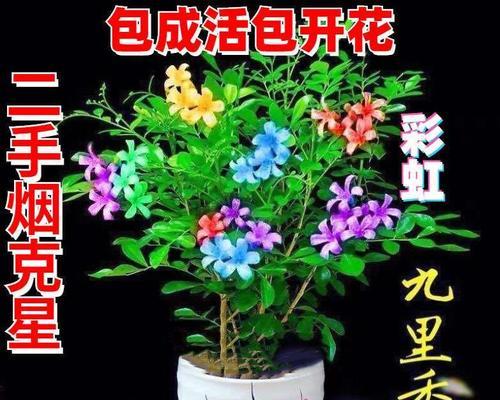 七里香花的养殖方法（七里香花的养护技巧）