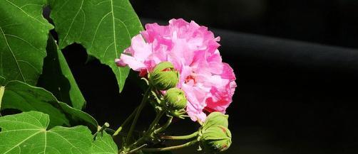 芙蓉花什么时候开花（关于芙蓉花的花期时间）