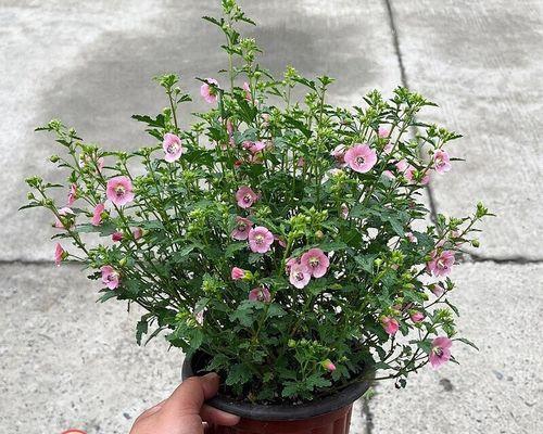 木槿花的养殖方法（关于木槿花的养护步骤）