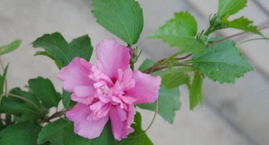 木槿花的养殖方法（关于木槿花的养护步骤）
