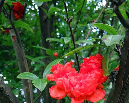 石榴花什么季节开花（有关石榴花的开放时间）