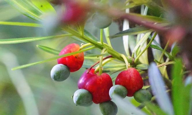 裸子植物有花和果实吗