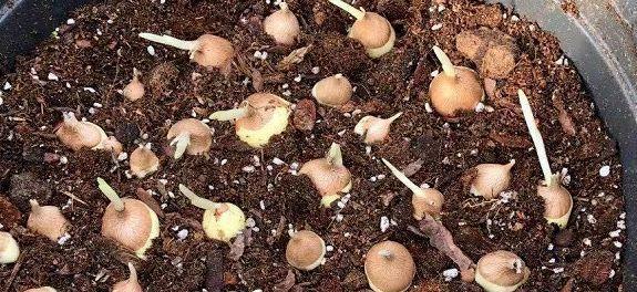 香菇种植方法和技术（香菇的种植与管理）