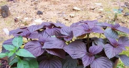 紫苏种子的种植方法是什么（紫苏种植技术和条件）