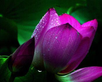 水培碗莲种子怎么种（水培碗莲的种植方法和技巧）