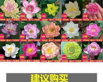 水培碗莲种子怎么种（水培碗莲的种植方法和技巧）