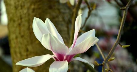 玉兰花什么时候开花（玉兰花的花期简介）