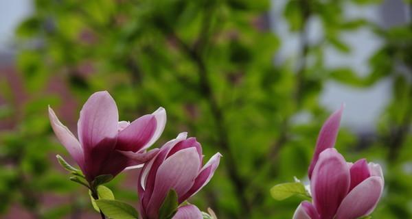 玉兰花什么时候开花（玉兰花的花期简介）