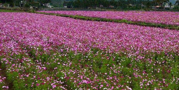 波斯菊什么时候播种好（波斯菊的种植方法和时间）