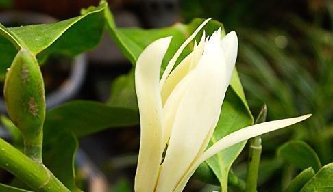 白兰花怎么养得好（白兰花的种植方法和养护）