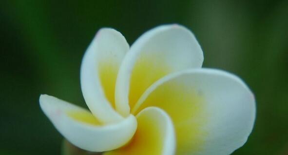 白兰花怎么养得好（白兰花的种植方法和养护）